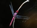 Orthemis discolor (Carmine Skimmer)-3.jpg